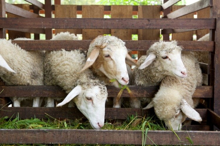 Slika /slike/Priopcenja/Foto_NOVO PRIOPĆENJA/Ovce/asderbgtrbhgfv (114).jpg